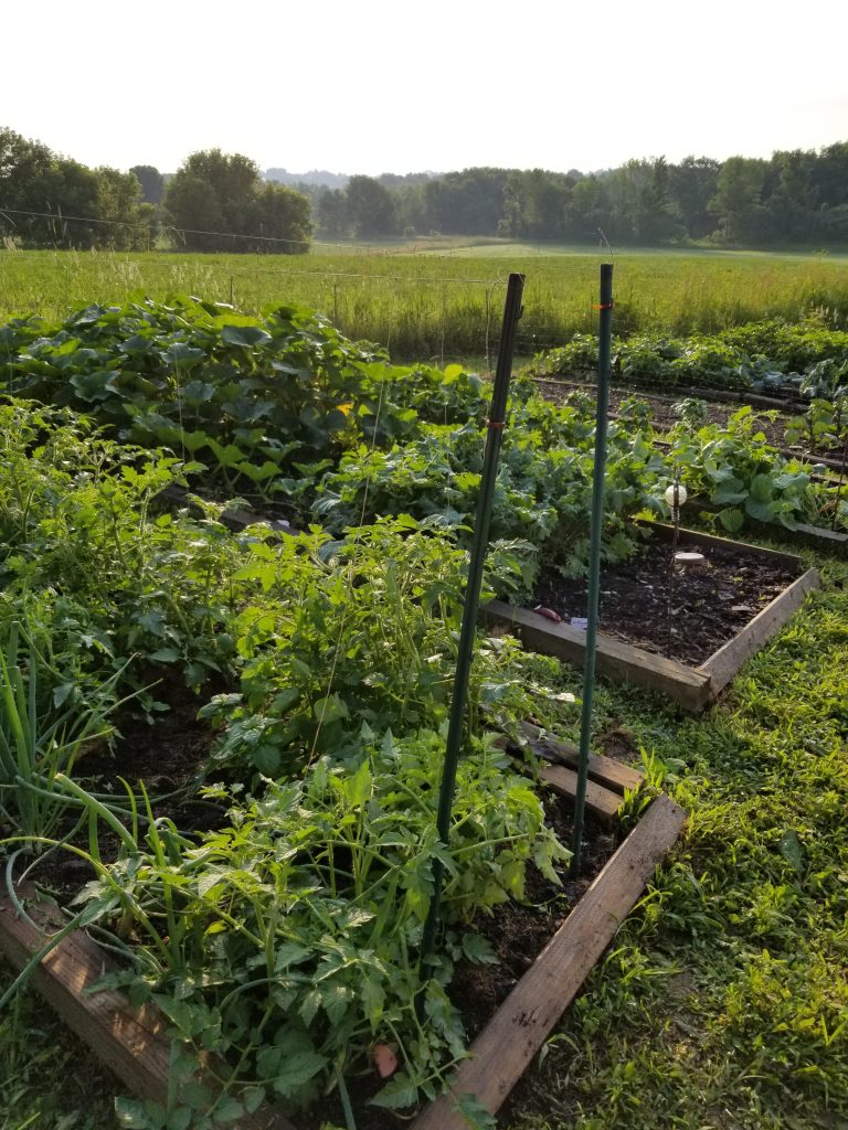 Our Garden