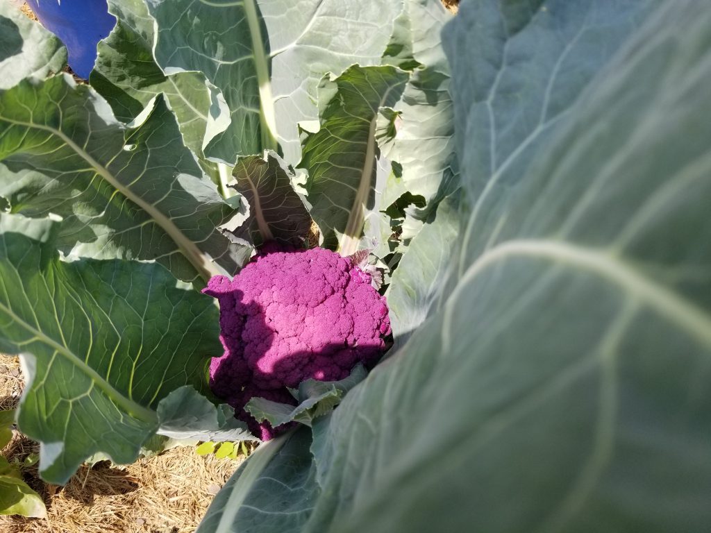 Purple Cauliflower